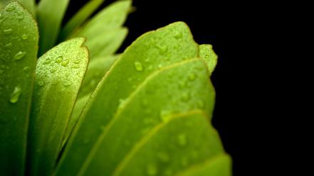 Black background green macro nature water drops wallpaper