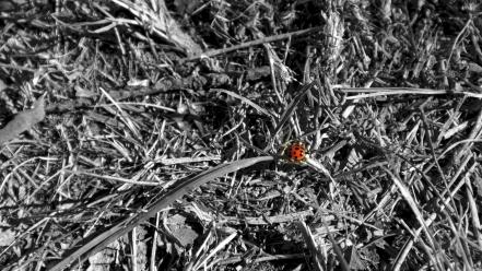 Grass insects ladybirds selective coloring weeds wallpaper