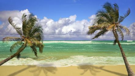 Hawaii beaches hanging palm trees wallpaper