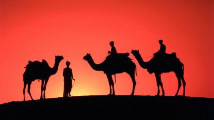 India animals camels nature sand dunes wallpaper