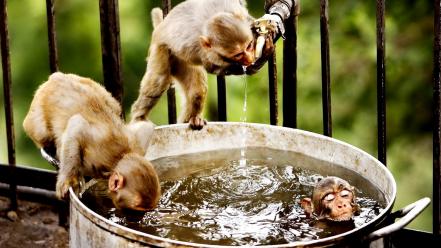Animals bathing drinking funny monkeys wallpaper