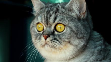 Animals cats eyes whiskers yellow wallpaper