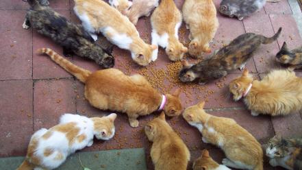 Animals cats kittens pets wildlife wallpaper