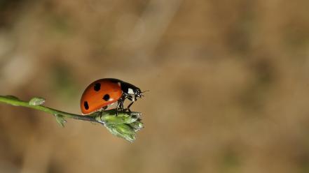 Animals depth of field insects ladybirds nature wallpaper