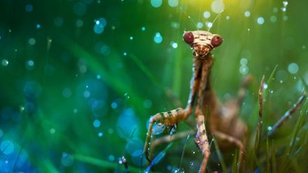 Animals grass mantis nature rain wallpaper
