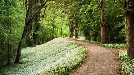 Avenue flowers forests paths roads wallpaper