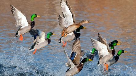 Birds ducks lakes mallard nature wallpaper