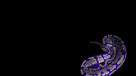 Black background purple snakes wallpaper