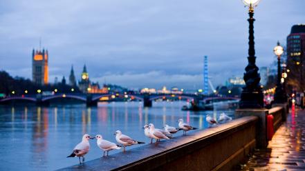 Buckingham palace london eye river thames birds wallpaper