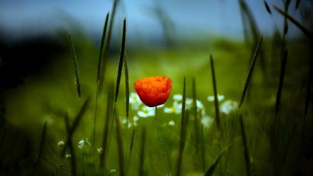 Flowers grass macro poppies wallpaper