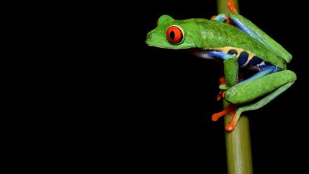 Redeyed tree frog amphibians frogs wallpaper