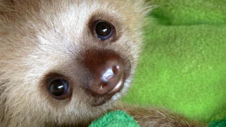 Animals baby nature sloth wallpaper