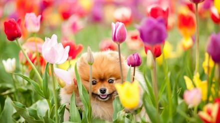 Animals dogs fields flowers tulips wallpaper