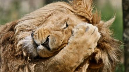 Animals facepalm lions wallpaper