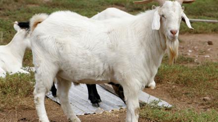 Animals goats wallpaper