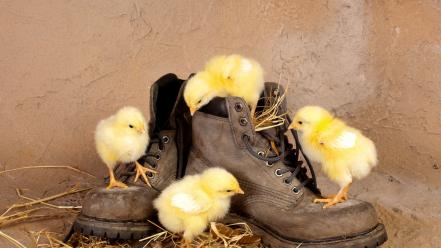 Boots chickens chicks (chickens) baby birds wallpaper