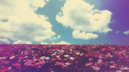 Clouds landscapes nature flowers fields summer skyscapes wallpaper