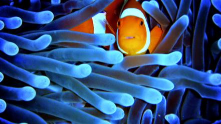 Fish clownfish sea anemones sealife wallpaper