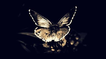 Fly gothic darkness moths butterfly wings butterflies wallpaper