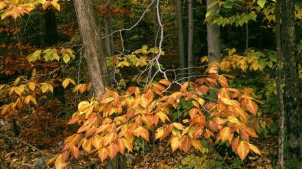 Green landscapes nature trees forest national beech vermont wallpaper