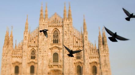 Italy pigeons cathedral milan city wallpaper