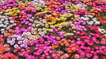 Japan nature red white flowers yellow pink daisies wallpaper