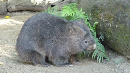 Nature animals australia wombat wallpaper