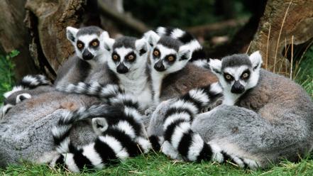 Nature animals ring-tailed lemurs wallpaper