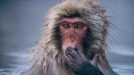 Nature animals snow monkey japanese macaque wallpaper