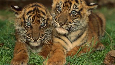 Nature animals tigers grass cubs baby wallpaper