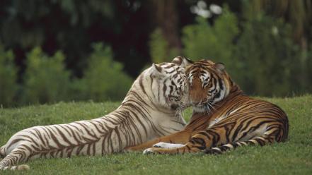 Nature animals tigers india bengal pair wallpaper