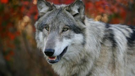 Nature autumn (season) animals gray wolf wolves wallpaper