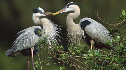 Nature birds florida herons great wallpaper