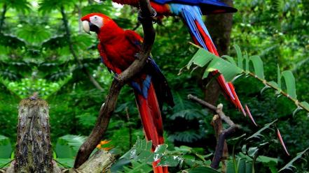 Nature birds parrots wallpaper