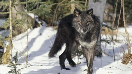 Nature black animals montana gray wolf wolves wallpaper