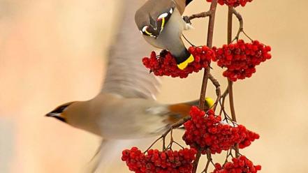 Nature cedar waxwing birds wallpaper