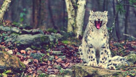 Nature forest animals snow leopards laughing wallpaper