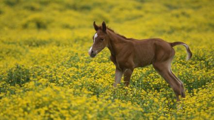 Nature horses louisville arabian baby animals wallpaper