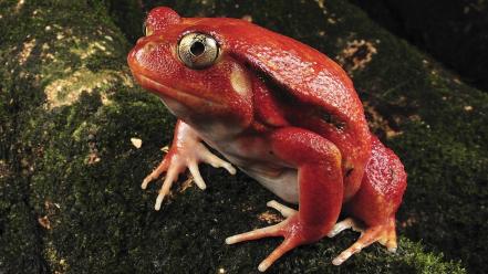Nature madagascar frogs tomato rare amphibians wallpaper