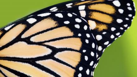 Nature monarch butterfly wings butterflies wallpaper