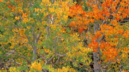Nature trees autumn (season) california aspen wallpaper