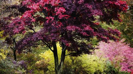 Nature trees autumn (season) vibrant colors new england wallpaper