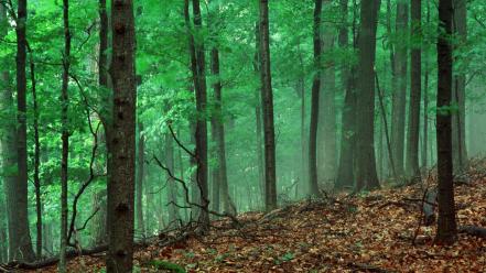 Nature trees dawn forest tennessee wallpaper