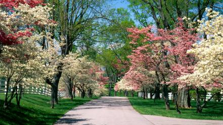 Nature trees pink and white dogwood wallpaper