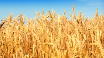 Nature wheat crop wallpaper