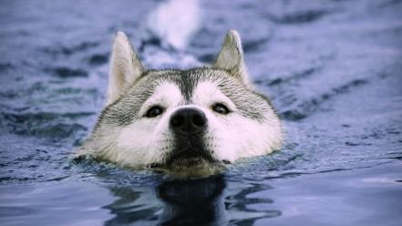 Water animals dogs swimming huskies wallpaper