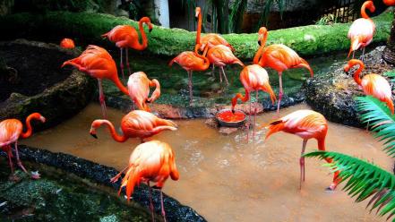 Water flamingos birds wallpaper