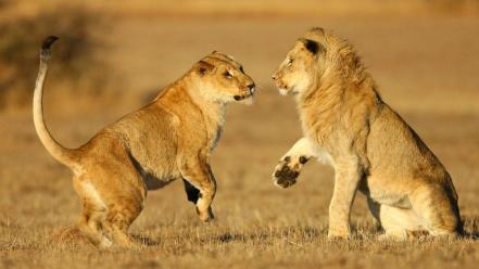 Animals africa lions safari wallpaper