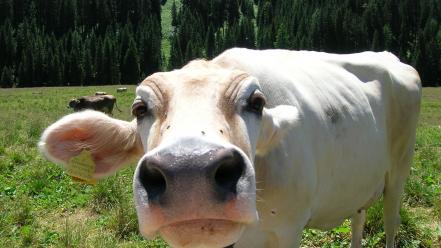 Animals cows wallpaper