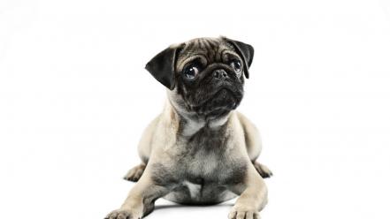 Animals dogs pugs simple background white wallpaper